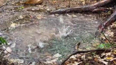 Gökten düşen yağmur damlaları bir ağaç gövdesinin etrafındaki su birikintisinin üzerine düşüyor. 240 fps 'de vuruldu..