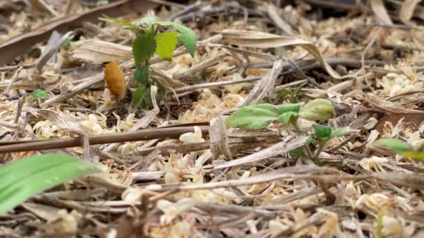 Naturboden Hintergrund Mit Kleinen Pflanzen Und Blumen Getrockneten Und Grünen — Stockvideo