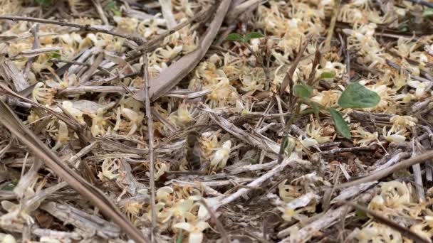 Enjambre Abejas Suelo Recogiendo Polen Flores Caídas Palmeras — Vídeo de stock