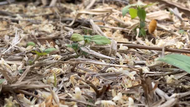 Oskärpa Svärm Bin Bakgrunden Samla Pollen Från Fallna Blommor Palmer — Stockvideo