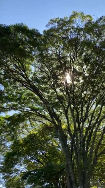 Klidný Pohled Fazole Odrážející Vrcholku Stromů — Stock video