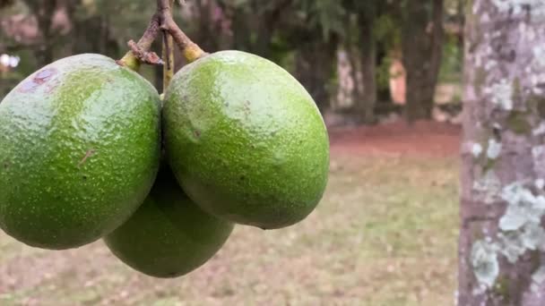 Großaufnahme Von Avocadofrüchten Die Einem Ast Mitten Wald Hängen — Stockvideo