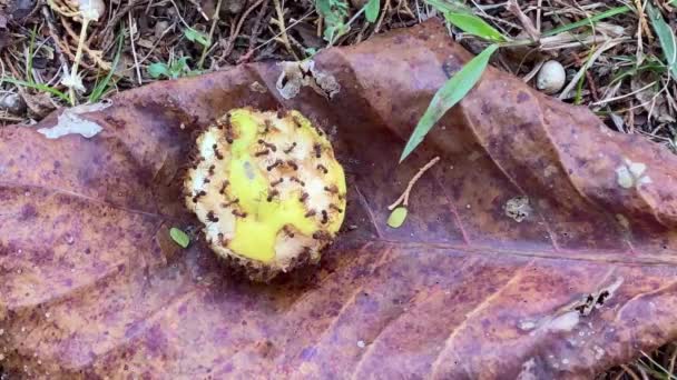 Lapso Tiempo Muchas Hormigas Rojas Hambrientas Devorando Fruto Caído Árbol — Vídeos de Stock