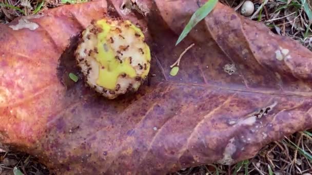 Lapso Tiempo Muchas Hormigas Rojas Hambrientas Devorando Fruto Caído Árbol — Vídeos de Stock