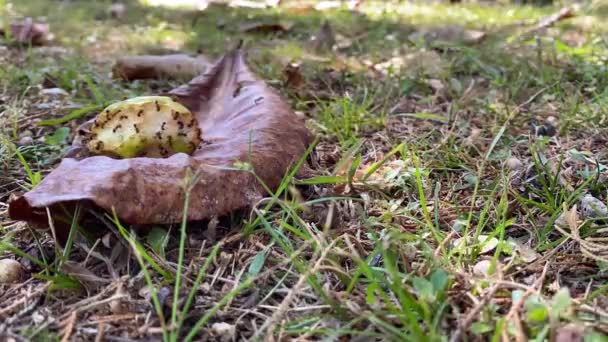 Lapso Tiempo Muchas Hormigas Rojas Hambrientas Devorando Fruto Caído Árbol — Vídeo de stock