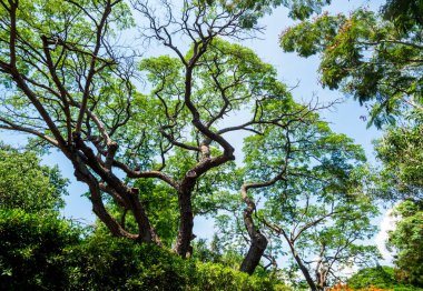 Yağmur ağacının altındaki parlak mavi gökyüzünde kabarık bulutlara bak.