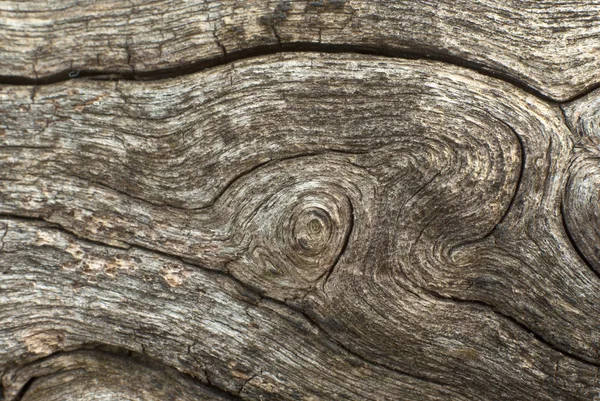 Texture Old Stump — Stock Photo, Image