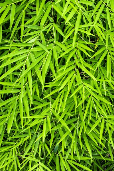 Color Verde Vivo Hoja Bambú Fondo Verde —  Fotos de Stock