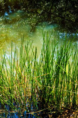 Kırmızı tavuk yürüyüş yere