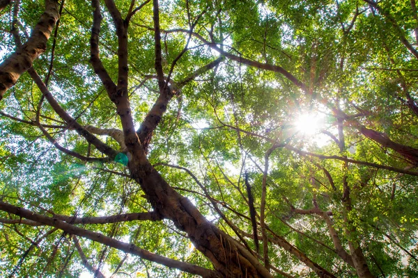 Ηλιακό Φως Κοσκίνισμα Μέσω Των Φύλλων Των Δέντρων Μπάνιαν Μεγάλο — Φωτογραφία Αρχείου