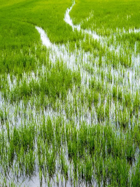 Rice Field Scenery Countryside Thailand Green Background — Stock Photo, Image