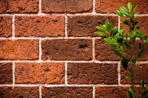 Planta Ornamental Parede Tijolo Vermelho — Fotografia de Stock