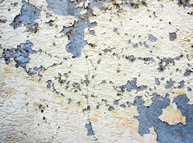 Eski duvar ve ölü kurutulmuş Ficus pumila hurda kırık renk