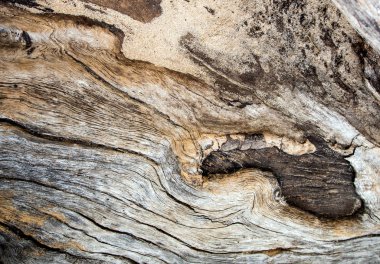 Eski güdük yüzey, ahşap doku detay