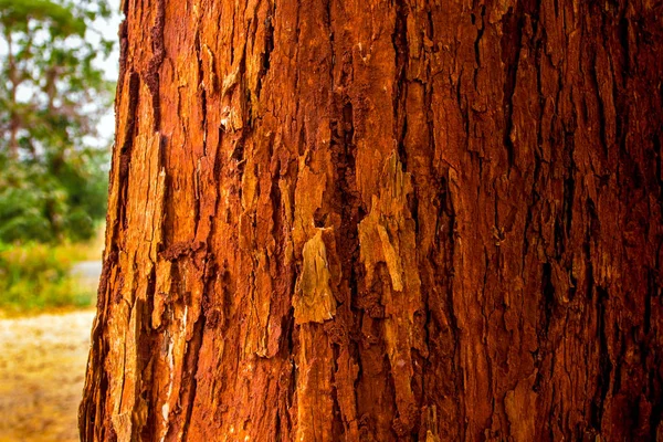 Trunk Tree Vivid Red Color Bark — Stock Photo, Image