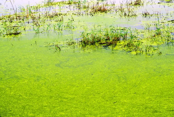 Texture Duckweed Grass Blade Wetland — Stock Photo, Image