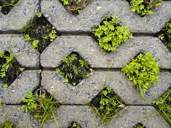 コンクリート道レンガの穴に小さな植物 — ストック写真