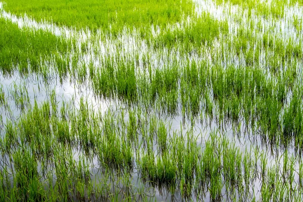 Пейзаж Рисового Поля Сельской Местности Таиланда Зеленый Фон — стоковое фото