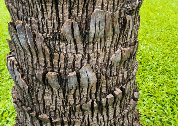 Textura Povrchu Dlaně Kmene Stromu Zelené Zdi — Stock fotografie