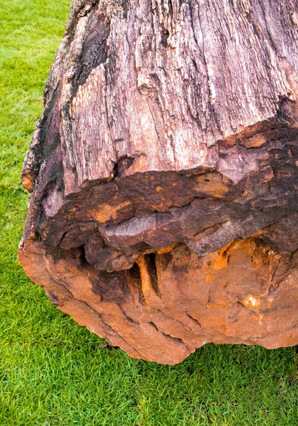 Textura Fósil Madera Gran Árbol Perfecto Estado — Foto de Stock