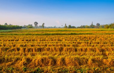 Pirinç tarlalarının hasat sonra pirinç bitkinin altın sarı renk