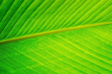 Doku puro bitki yaprağı, yeşil arka plan yüzeyi