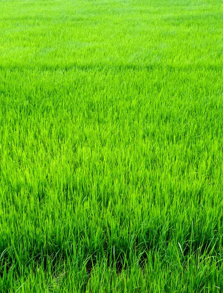 Paisaje Del Campo Arroz Tailandia Fondo Verde —  Fotos de Stock