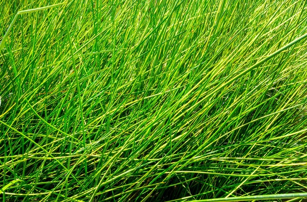 Nadelförmige Blätter Von Seggen Wasserkraut — Stockfoto