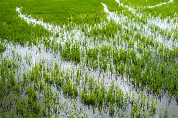 Paisaje Campo Arroz Campo Tailandia Fondo Verde —  Fotos de Stock