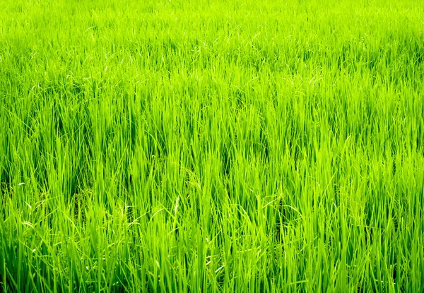 Пейзаж Рисового Поля Сельской Местности Таиланда Свежий Зеленый Фон — стоковое фото