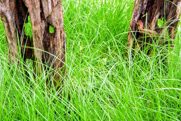 Stiff Wood Stump Benign Grass Blade — Stock Photo, Image