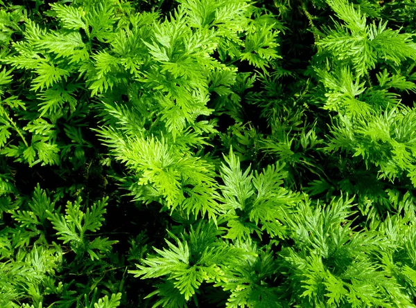 Frescura Folha Verde Selaginella Envolve Samambaia — Fotografia de Stock