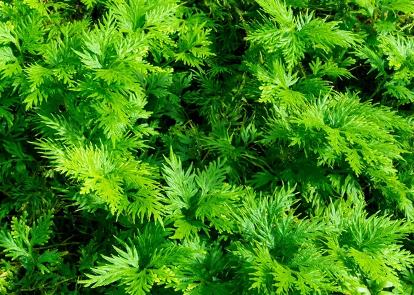 Liść Zielony Świeżość Widliczka Involvens Paproci — Zdjęcie stockowe