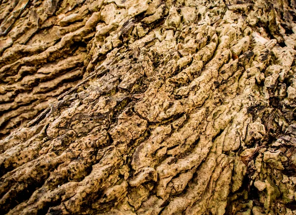 Detail Starého Pahýlového Povrchu Struktura Starého Pahýlového Dřeva — Stock fotografie