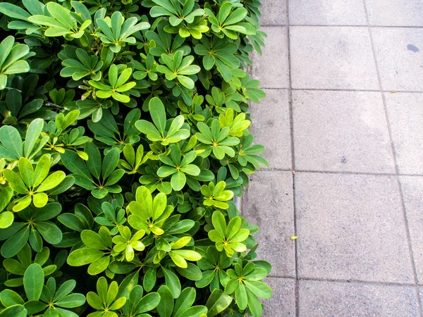 Folhas Planta Como Fundo Textura — Fotografia de Stock