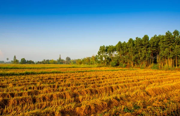 Goldgelbe Farbe Der Reispflanze Reisfeldern Nach Der Ernte — Stockfoto