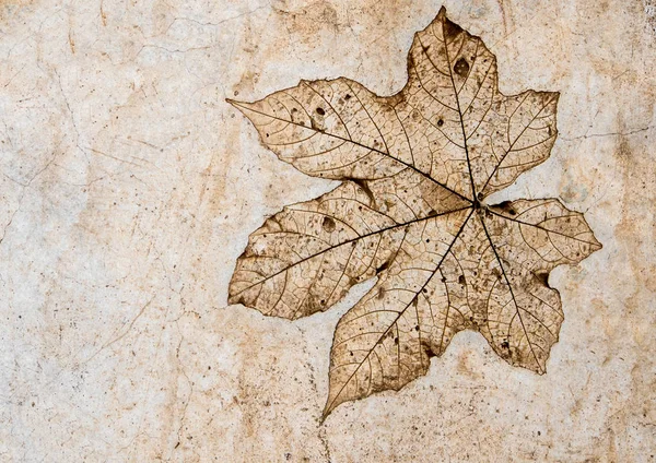 コンクリートの床面に葉のテクスチャー — ストック写真