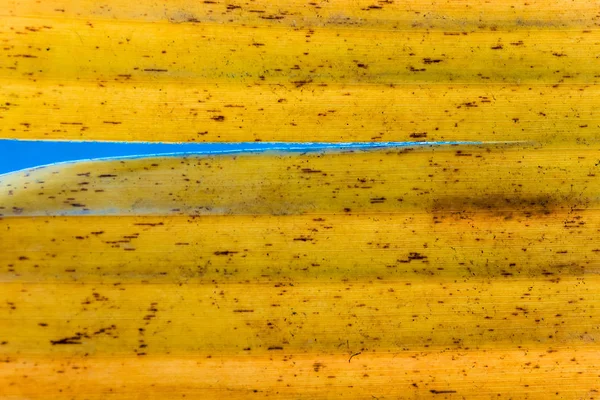 Surface texture of banana yellow leaves, Old leaves of banana tree