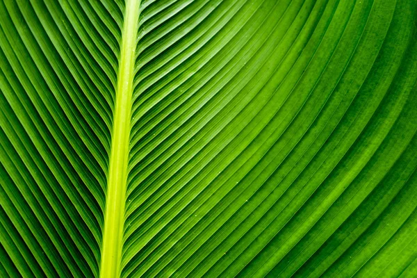 Felületén Szivar Növény Levél Zöld Háttér Textúra — Stock Fotó