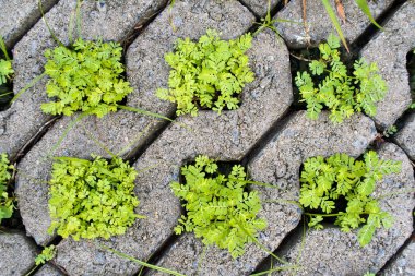 Beton yol tuğla delik küçük bitkiler