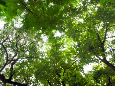 Ağaçların arasından eleme güneş ışığı