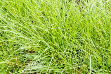 Rüzgar iyi huylu çim bıçak