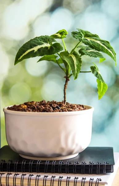 Syngonium wendlandii içinde küçük seramik kap, houseplant oda dekorasyon için büyüyen
