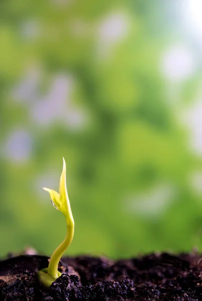 Prospețime Viață Nouă Frunze Plante Tinere Însămânțare Natură — Fotografie, imagine de stoc