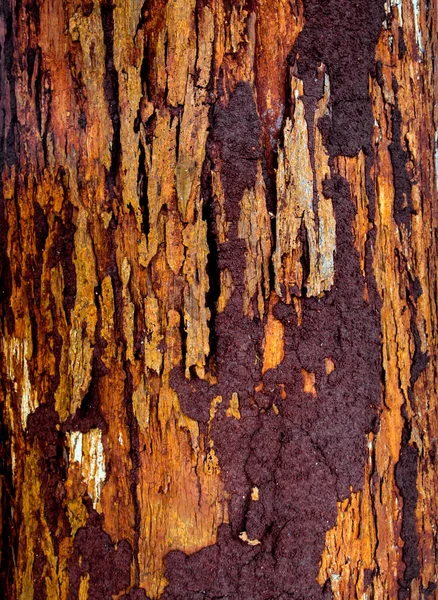 Tronco Dell Albero Corteccia Colore Rosso Vivo — Foto Stock