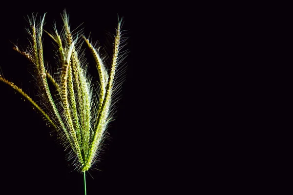 Flower Swallen Finger Grass Black Background — Stock Photo, Image