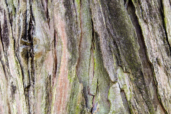 树干表面树皮的结构和沟槽 抽象背景 — 图库照片