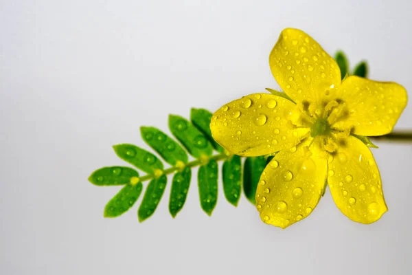 Желтый Цветок Сорняков Изолированный Цветок Сером Фоне — стоковое фото