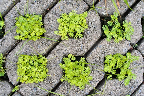 Beton yol tuğla delik küçük bitkiler