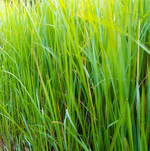 Fraîcheur Vert Verdoyant Lame Gazon Vétiver Intérieur Jungle — Photo